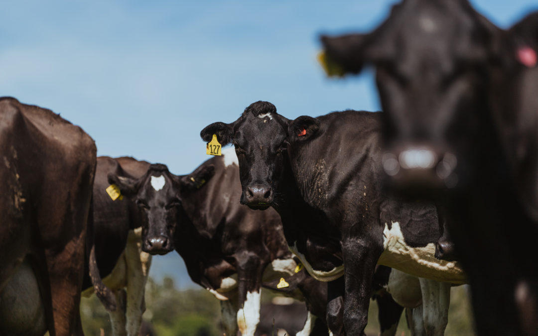 Dairy farmers look to quality supplements to combat summer pasture protein deficits