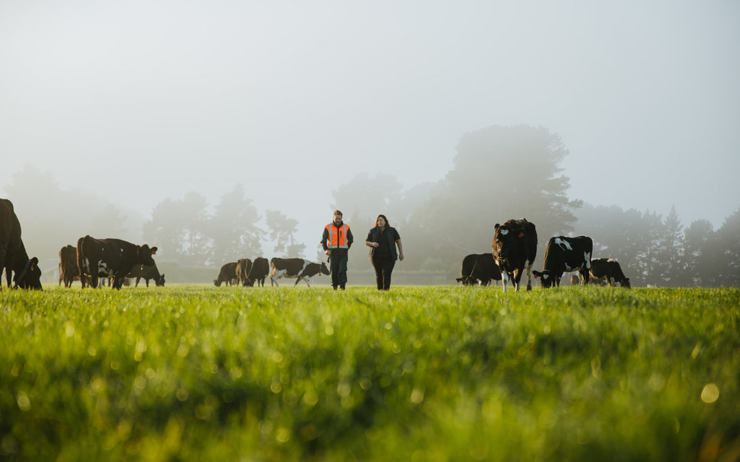 Transitioning feeding crucial as recent rain heightens milk fever risk for dairy farmers