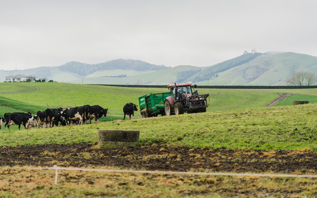 Minerals crucial as wet weather poses lameness and mastitis risks for North Island dairy farmers