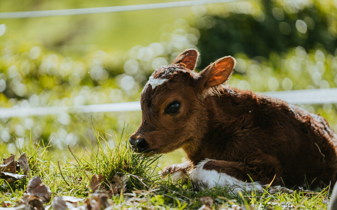 Heifer calves are the foundation of any dairy farm