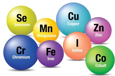 Mineral Nutrition